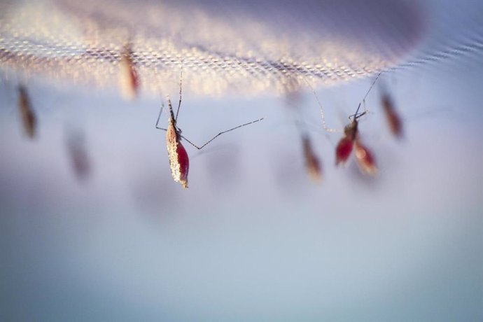 Mosquitos malaria