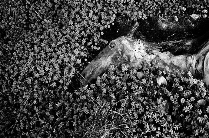 Una de las imágenes que conforman el proyecto 'Badlands-Malas Tierras', del fotógrafo mallorquín Tomeu Coll