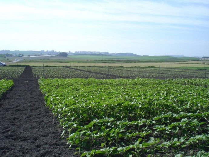 Una de las zonas de ensayo utilizadas en el estudio del Ifapa de Córdoba.