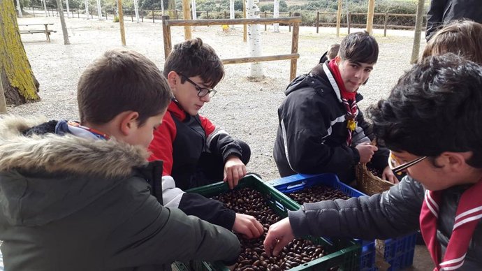 Voluntarios recogen más de 30.000 bellotas en La Rioja para luchar contra el cam