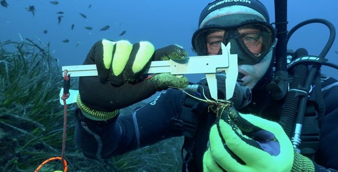 Submarinista mide un ejemplar de langosta