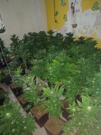 Desmantelado en Almería un cultivo con 211 plantas de marihuana en el desahucio de una vivienda de la Junta