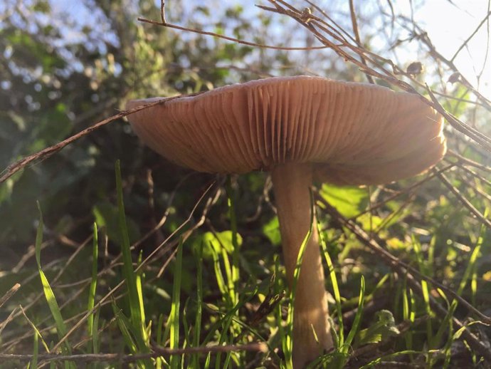 Córdoba.- La delegada de Agricultura resalta que la regulación de recogida de se