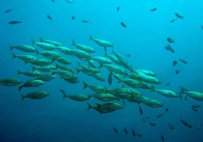 La comunidad marina cambia de manera predecible con el calentamiento  