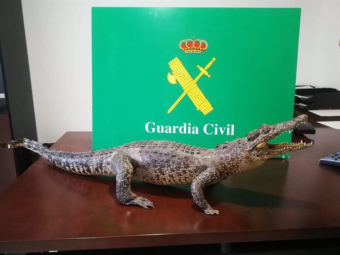 La Guardia Civil impide la venta por Internet de un cocodriño disecado