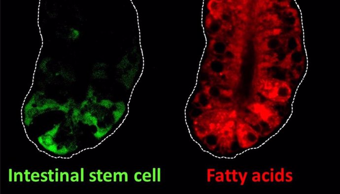 Esta imagen muestra células madre intestinales (verdes) y ácidos grasos (rojos) en el intestino de los ratones.