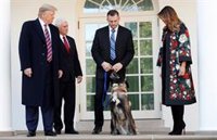 Trump condecora a Conan, el perro que participó en la operación en la que murió el líder de Estado Islámico