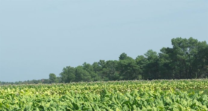 La Junta ampliará la monitorización a comarcas de Mérida y Don Benito para ayuda