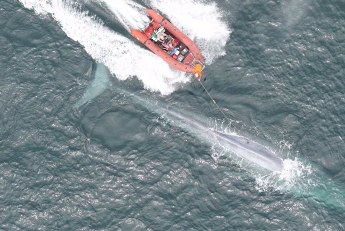 Primera grabación de la frecuencia cardiaca de una ballena azul