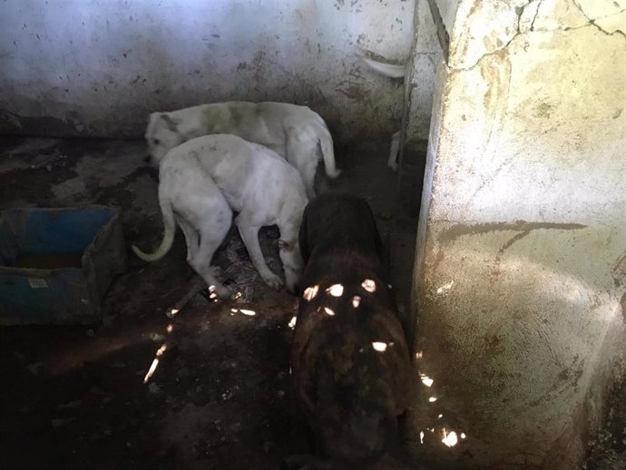 Imagen de dos de los perros facilitada por la Guardia Civil