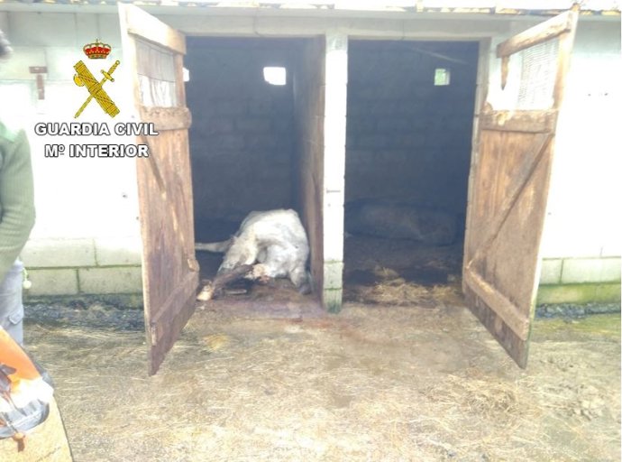 Investigado un vecino de Melide (A Coruña) por la muerte de siete caballos.