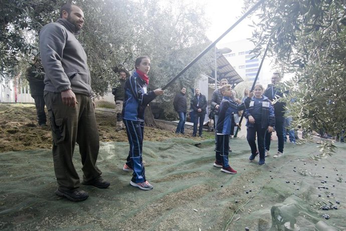 Recogida de aceitunas en el Parque de las Ciencias