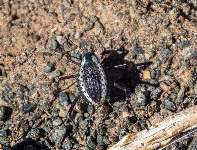 Escarabajo del desierto de Namibia