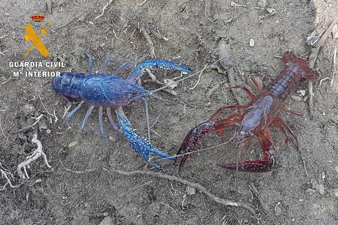 Ejemplares de cangrejo americano en la balsa de Lor, en Cascante.
