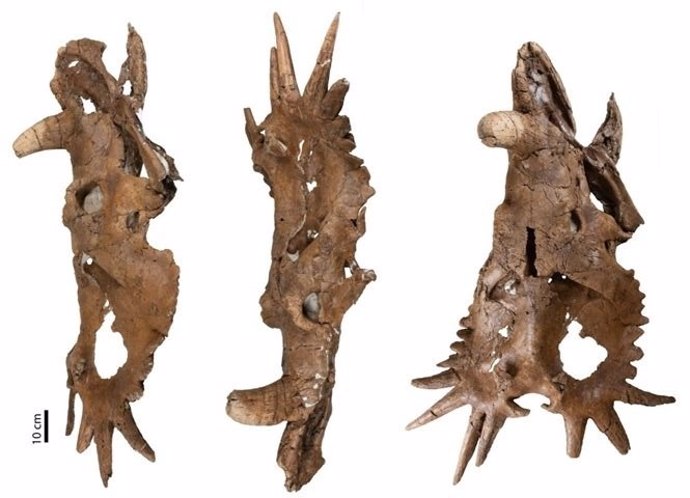 Asimetrías en el cráneo de un dinosaurio obligan a replantear teorías