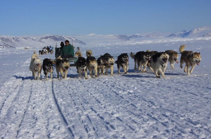 Perros de trineo únicos ayudaron a los inuit a prosperar en el Ártico