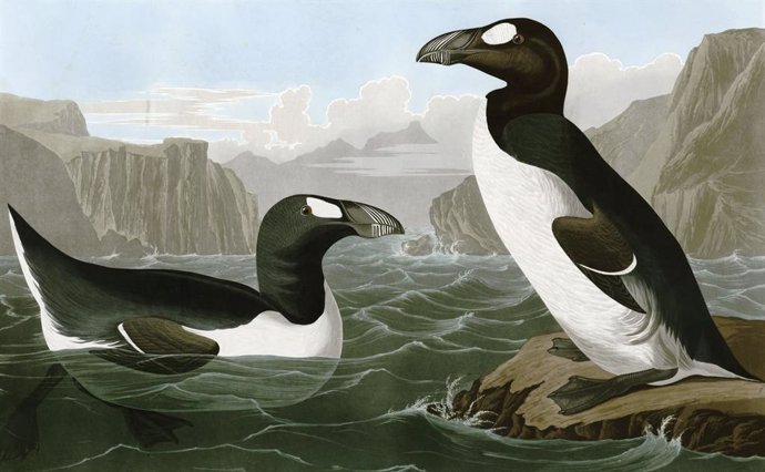 La caza empujó a la extinción al 'pingüino' del hemisferio norte