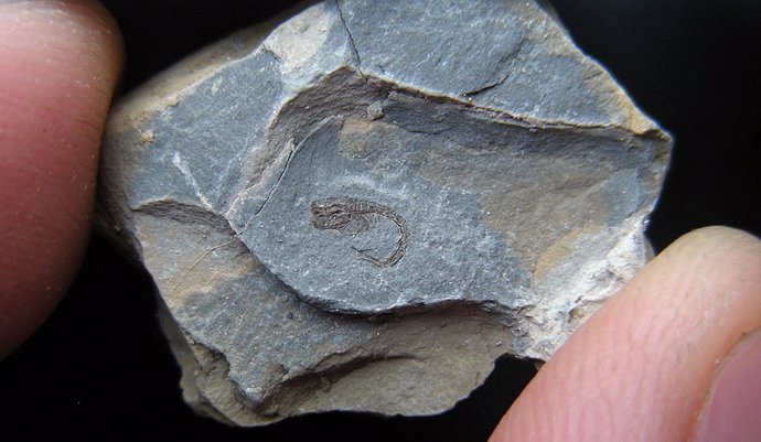 Un camarón fósil de 90 millones de años llena un vacío evolutivo