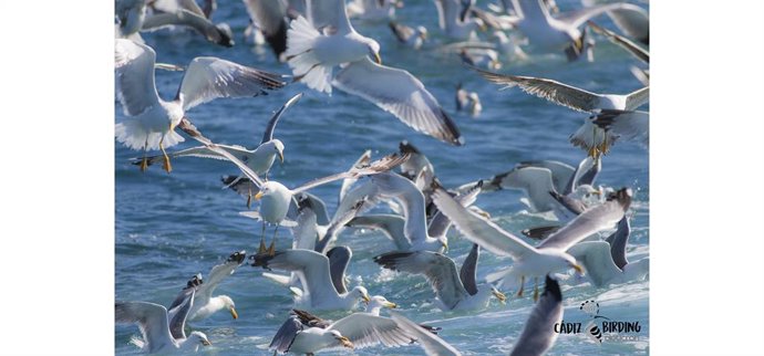 Ave marina en el Golfo de Cádiz