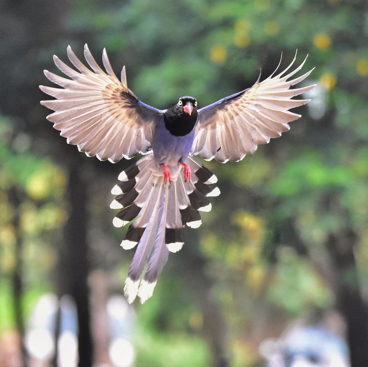 Para que le sirven las plumas a las outlet aves