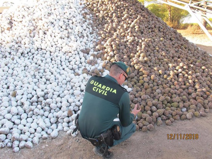 Gran cantidad de piñas intervenidas por la Guardia Civil, en colaboración con la Delegación de Agricultura.