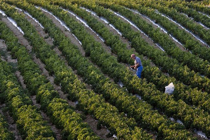 Economía.- COAG denuncia la "uberización" que pone "contra las cuerdas" al campo