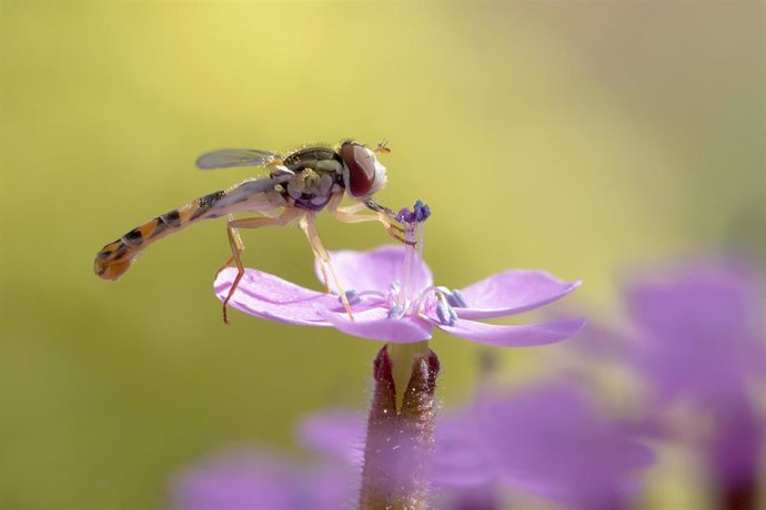 Nota Uclm. Un Estudio Ha Detectado En El Jardín Botánico Una Docena De Especies Nuevas De Insectos Polinizadores Para La Provincia De Albacete