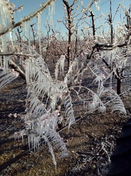 DAÑOS POR LAS HELADAS EN EL CAMPO