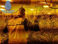 Detenido en Jerez tras localizar en la vivienda que ocupaba más de 170 plantas de marihuana