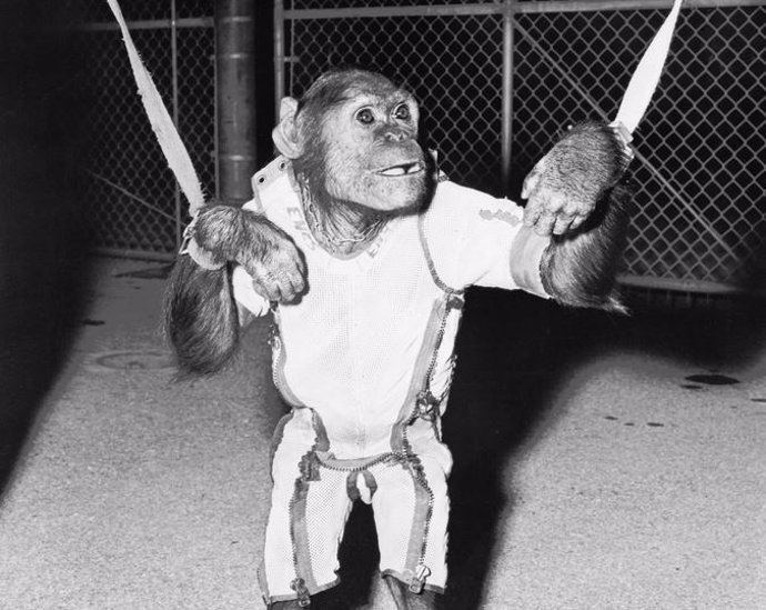 Se cumplen 58 años del viaje de Enos, primer chimponauta orbital