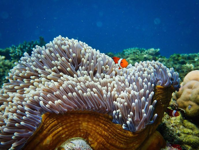 Proponen restaurar corales con sonidos que atraigan a los peces