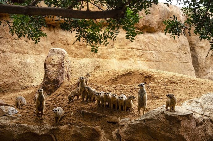 Suricatas en la sabana africana de Bioparc Valencia