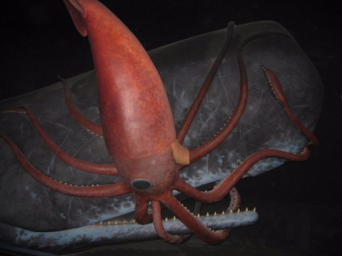 El calamar gigante, potencial beneficiario del calentamiento global