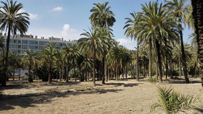 Palmeral de Elche, de archivo.
