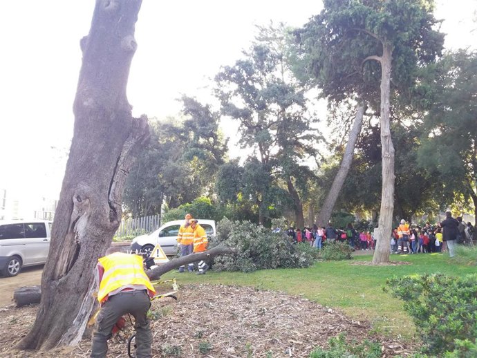 Operarios talan la encina centenaria enferma en el Parc de Can Vidalet