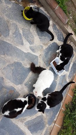 Imagen de recurso de gastos alimentándose.