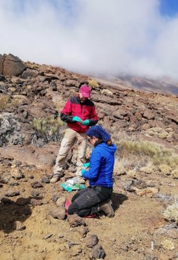 Estudian en el Parque Nacional del Teide cómo descomponer la materia orgánica con bolsitas de té