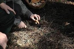 Recolectores de setas