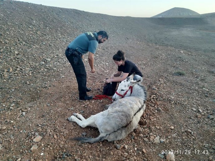 Agentes de la Guardia Civil auxilian a un burro majorero
