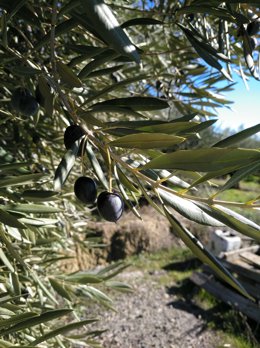 La Junta difunde las amplias posibilidades del aceite de oliva virgen extra anda