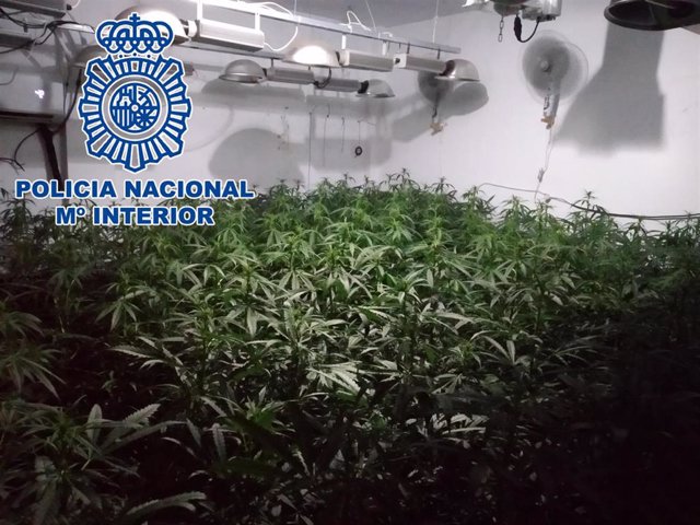 Plantación de marihuana intervenida en Sanlúcar