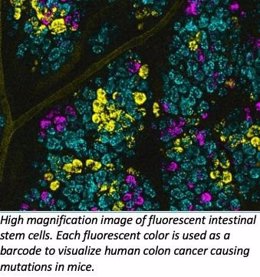 Imagen de gran aumento de células madre fluorescentes intestinales. Cada color fluorescente se usa como código de barras para visualizar mutaciones que causan cáncer de colon humano en ratones.