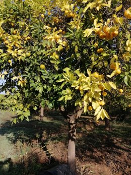 Naranjo del parque del Alamillo