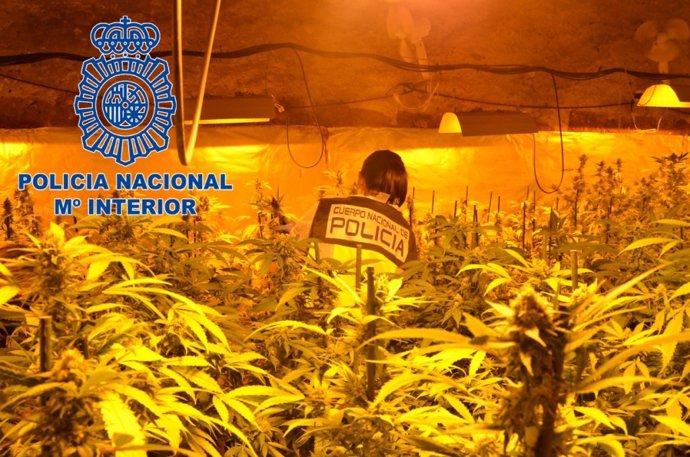 La Policía Nacional detiene a una banda que cultivaba marihuana y la vendía en un club cannábico de Barcelona