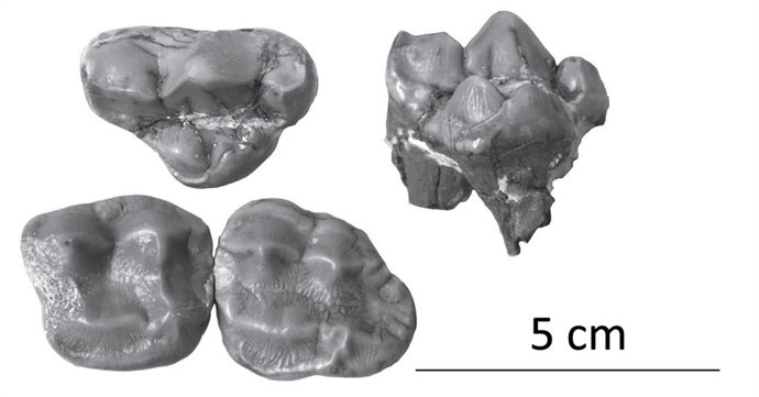 Montaje con los dientes del último oso panda de Europa