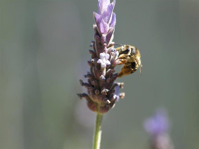 Abeja silvestre polinizando una flor de lavanda (Lavandula dentata) en un seto de Cartagena
