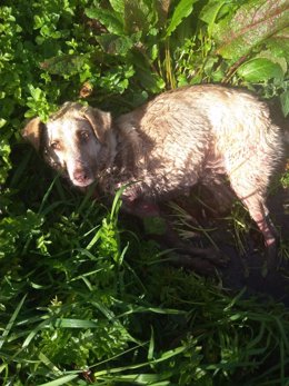 La perra que fue disparada y golpeada por un cazador este sábado en el municipio lucense de Chantada.