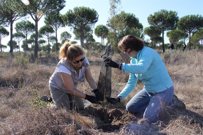 Voluntarios de Endesa plantan especies en el Arroyo de la Comba, en Doñana