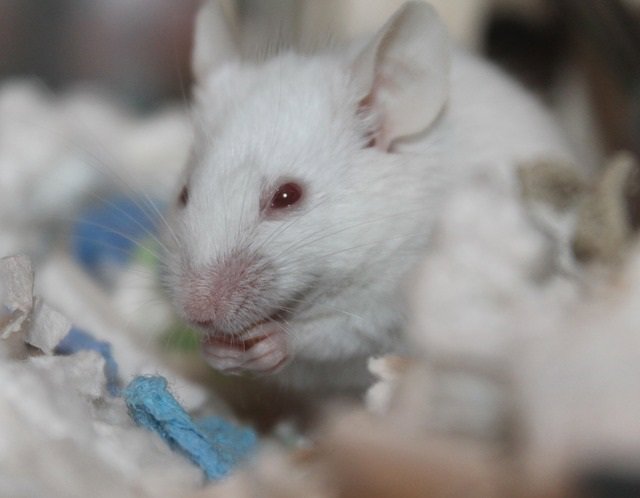 Investigadores consiguen prevenir la recaída de ratones adictos controlando una región del cerebro Ratón de laboratorio