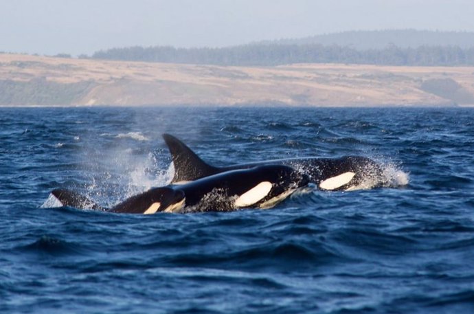 Escuchar a las orcas para comprender su comportamiento migratorio